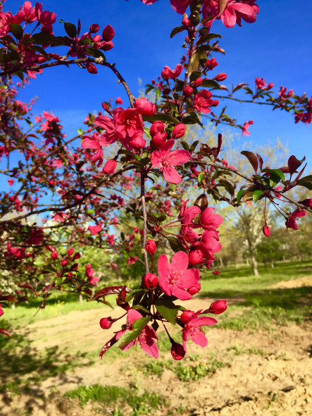 prairie-fire-crabapple-flower