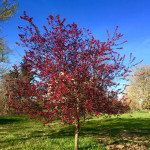 prairie-fire-crabapple-spring