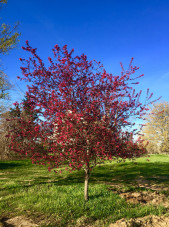 prairie-fire-crabapple-spring