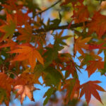 Japanese Maple Fall Image