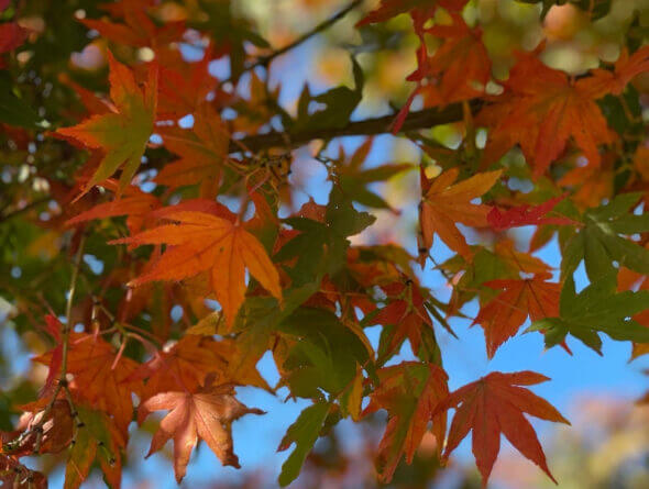 Japanese Maple Fall Image