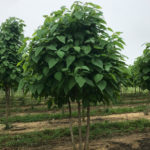 Multi-stem Catalpa Spring View