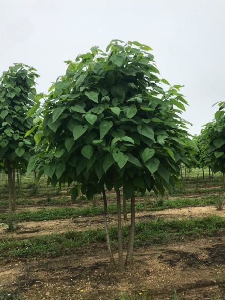 Multi-stem Catalpa Spring View