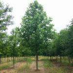 Liriodendron tulipifera ‘JFS-Oz’ Spring View