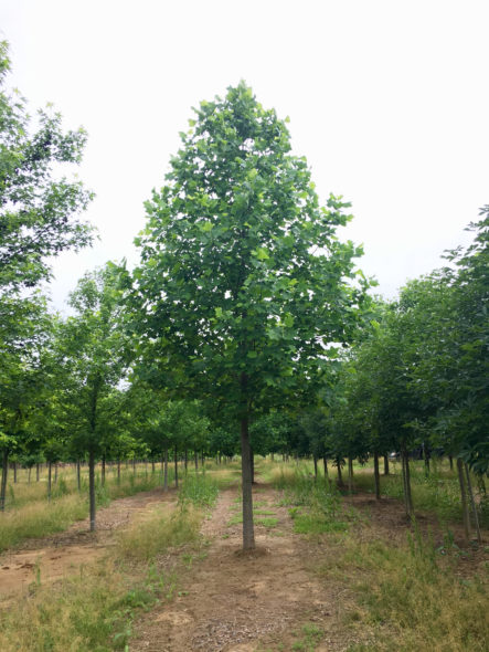 Liriodendron tulipifera ‘JFS-Oz’ Spring View