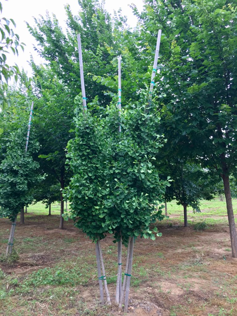 Ginkgo Biloba - Autumn Gold