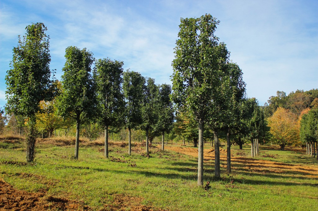 Pleached Chanticleer Pear