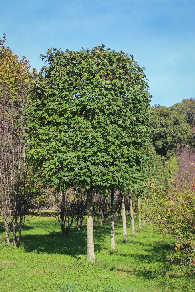 Pleached Hedge Maple