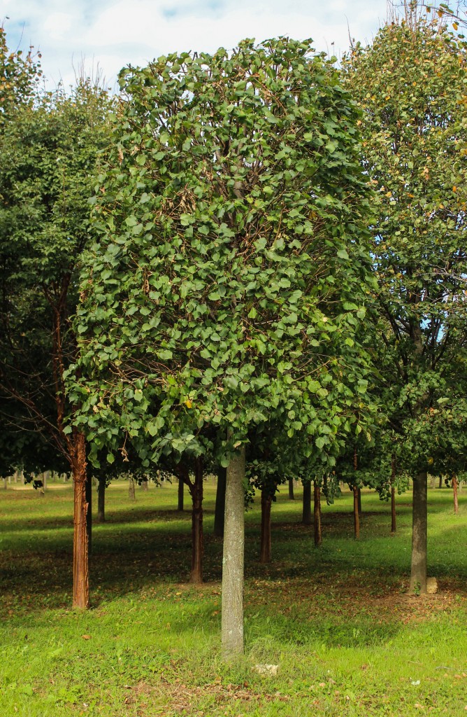 Pleached Little Leaf Linden