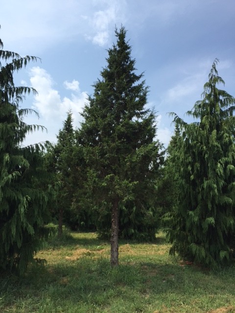 high branched keteleeri juniper