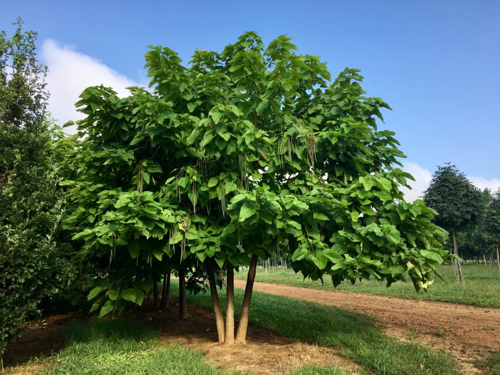 Mult-stem Northern Catalpa