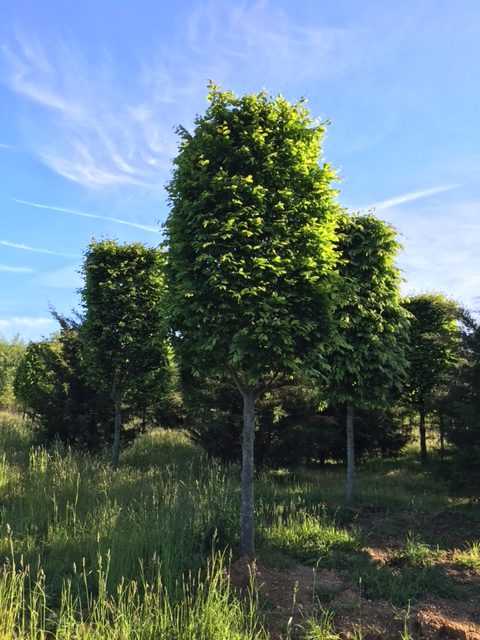 Carpinus betulus – European Hornbeam