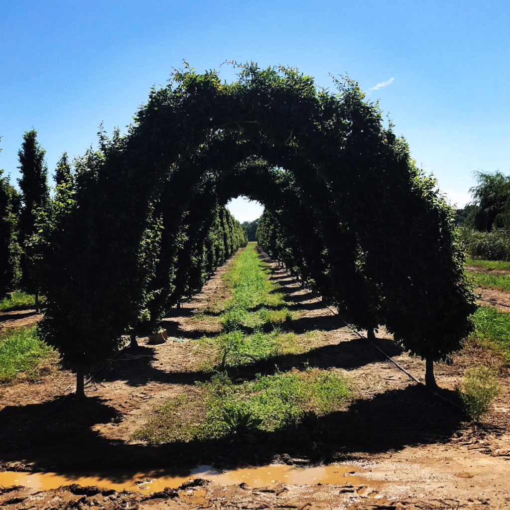 Arched Trees - Fastigiata