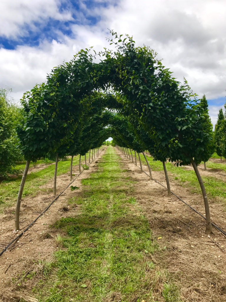 Arched Trees - Emerald Ave