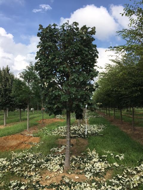 Pleached Silver Linden