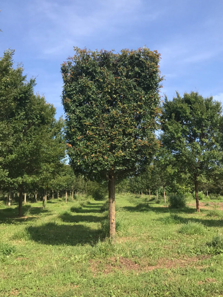 Pleached Ulmus parvifolia "Allee"