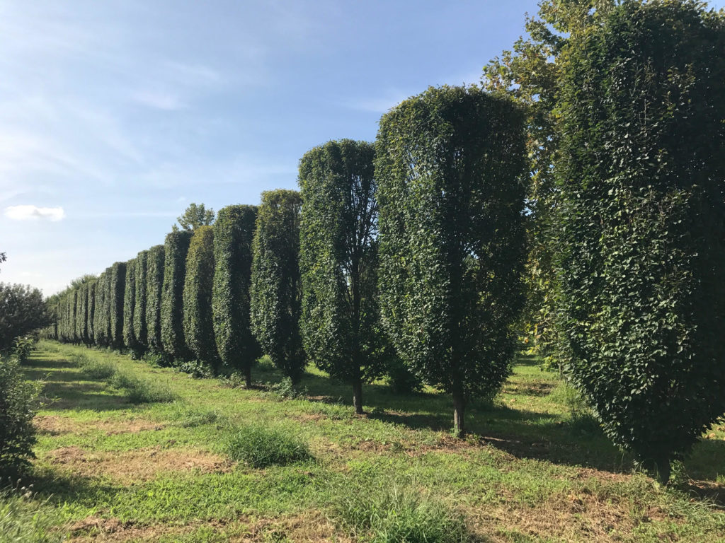 Pleached Carpinus betulus 'fastigiata'