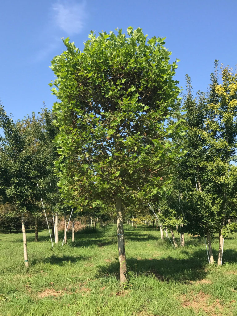 Pleached Platanus acerfolia 'Bloodgood'