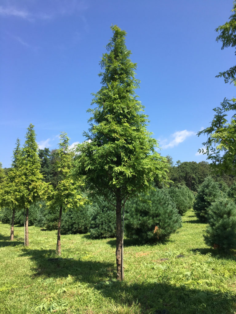 Metasequoia glyptostroboides - Dawn Redwood