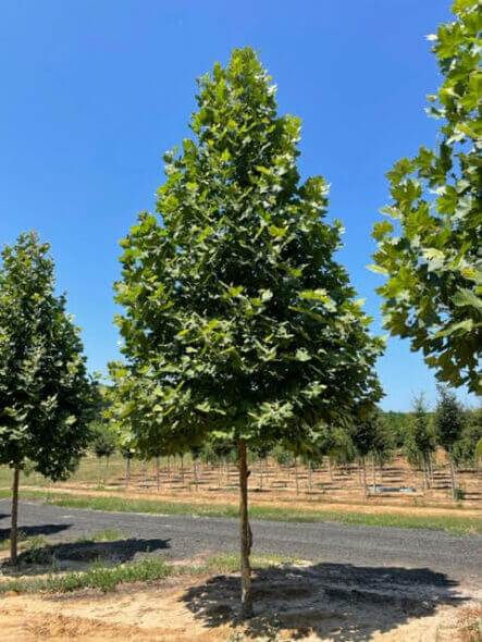 Exclamation London Planetree