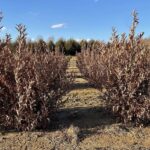 Greybush Spicebush - Lindera glauca salicifolia winter view