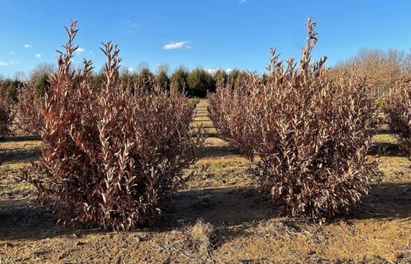 Greybush Spicebush - Lindera glauca salicifolia winter view