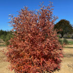 Greybush Spicebush Fall Image