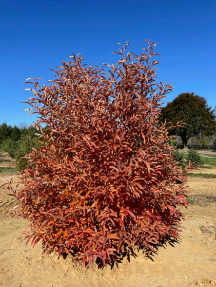 Greybush Spicebush Fall Image