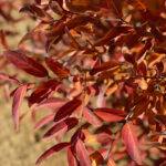 Greybush Spicebush Close-up of Fall Leaves