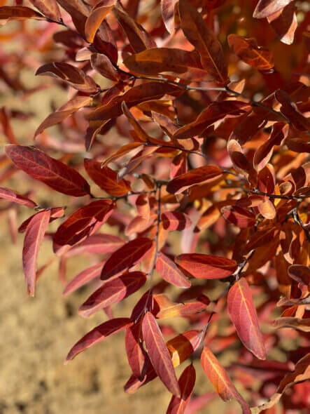 Greybush Spicebush Close-up of Fall Leaves