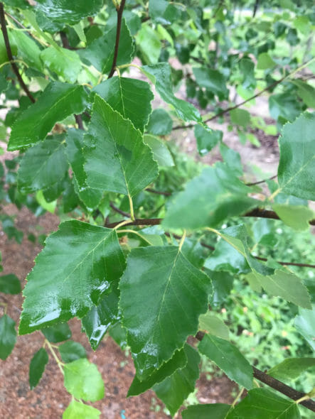 Betulus ‘Heritage’ Foliage