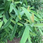 Lindera Glauca Foliage