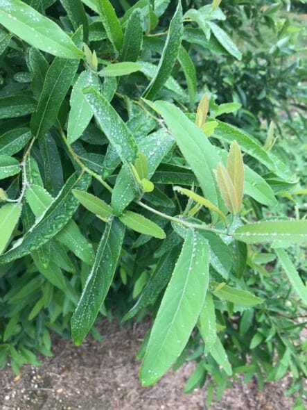 Lindera Glauca Foliage