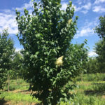 Japanese Lilac Spring