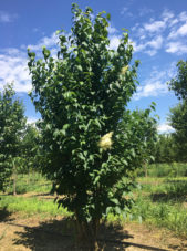 Japanese Lilac Spring