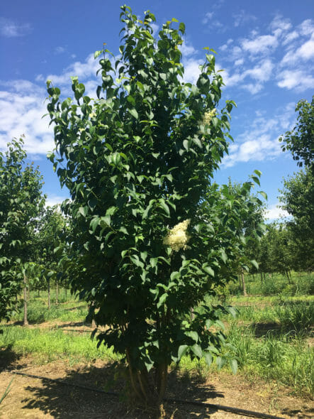 Japanese Lilac Spring