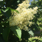 Japanese Lilac Flower