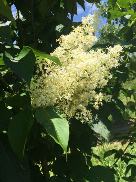 Japanese Lilac Flower