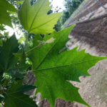 plantanus 'exclamation' foliage