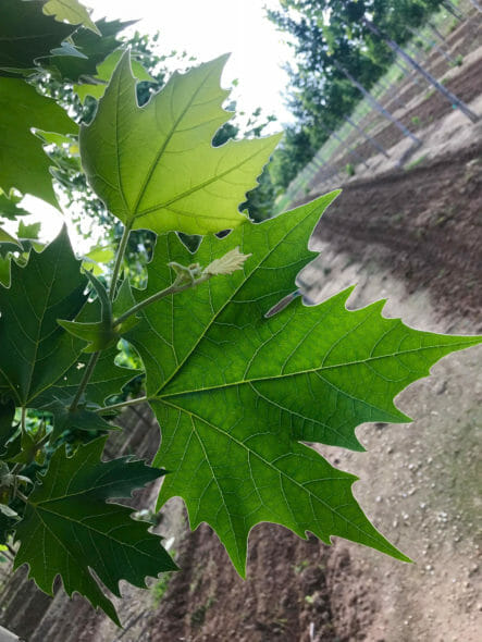 plantanus 'exclamation' foliage