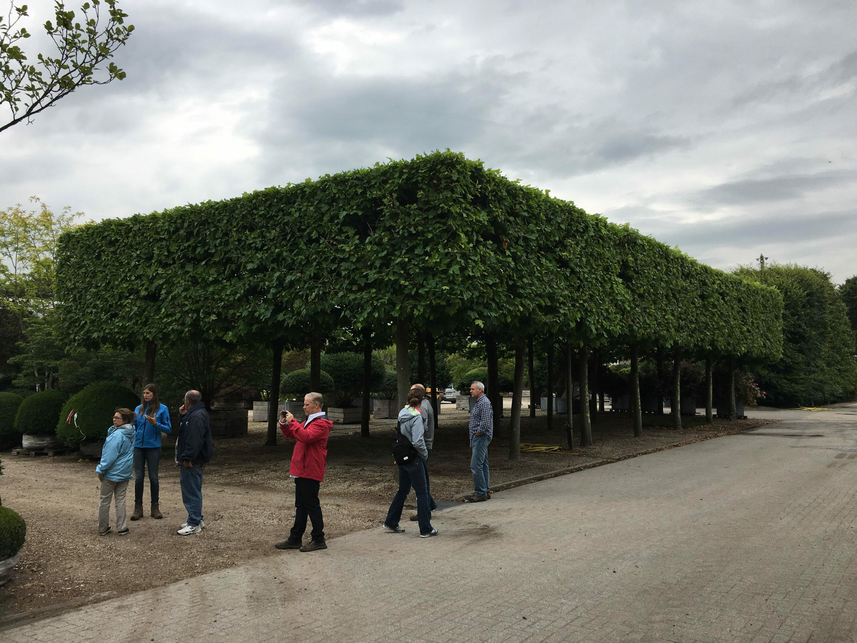 Pleached Platanus acerifolia hedge at Solitair Nursery in Belgium 