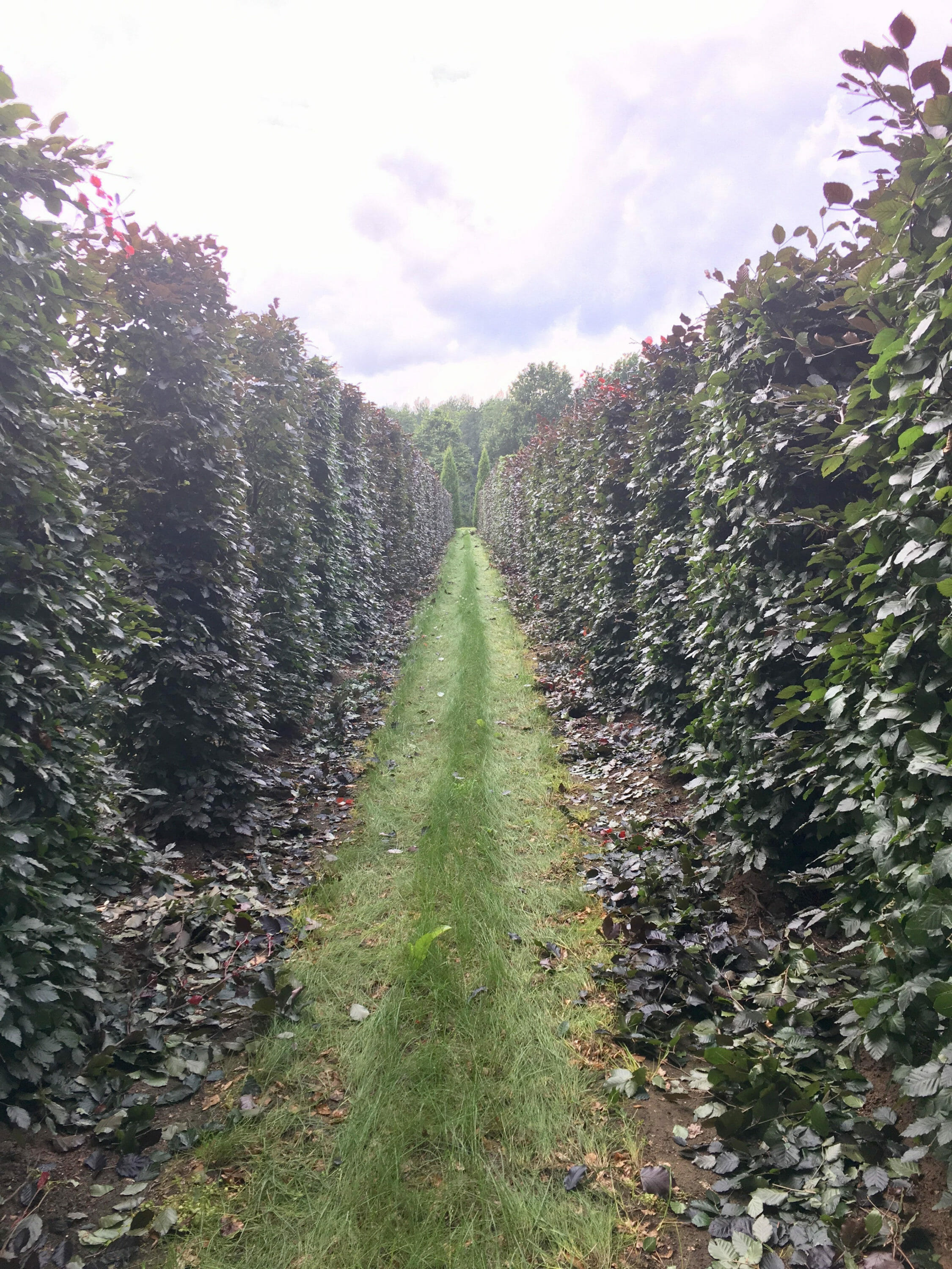 Rows of European Beech, mechanically sheered at Bruns Pflanzen in Germany 