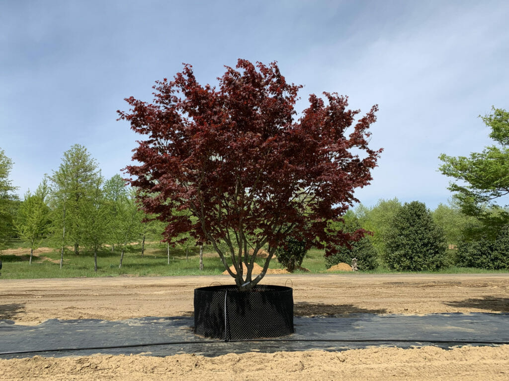 NJ Nursery, Halka Nurseries, is the premier grower of specimen trees