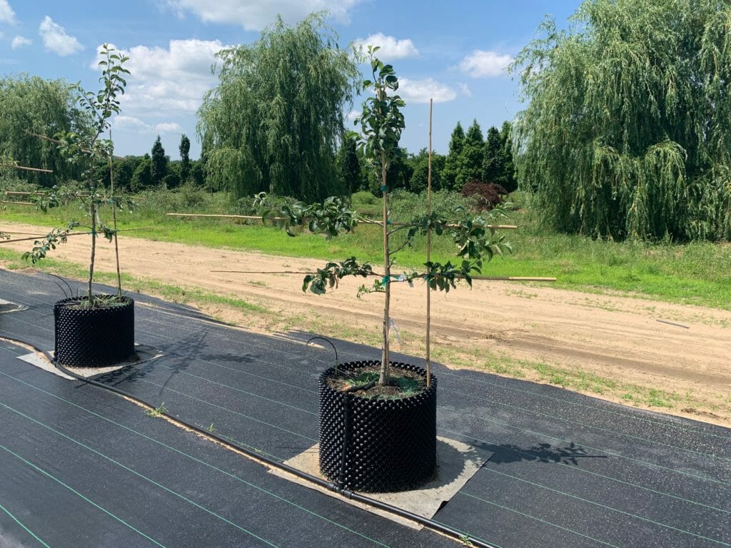 Espalier Fruit Tree