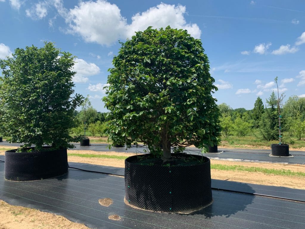 Globing & Paneling of Beech Trees