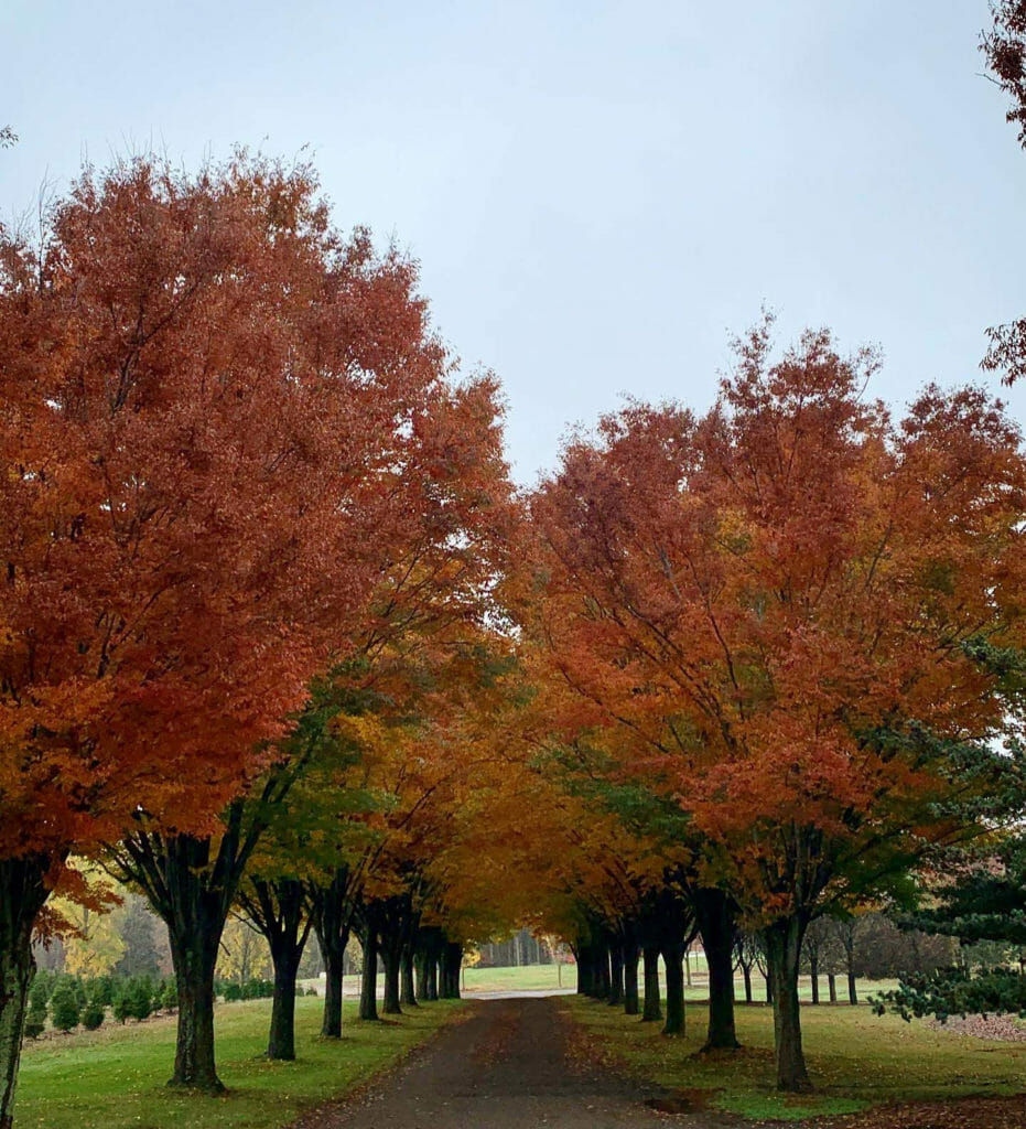 Trees lined down a driveway by Halka Nurseries
