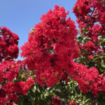 Dynamite-Crape-Myrtle-Flower Dynamite-Crape-Myrtle-Flower