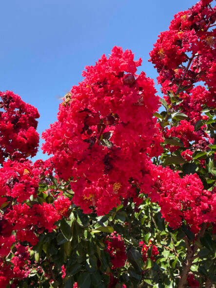 Dynamite-Crape-Myrtle-Flower Dynamite-Crape-Myrtle-Flower
