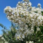 Natchez-Crape-Myrtle-flower