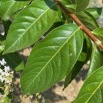 Natchez-Crape-Myrtle-foliage